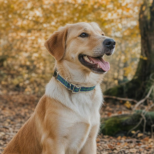 Dog wearing DoggyCollar Highland